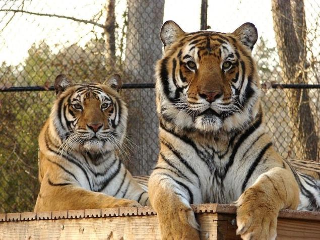 10. There are more tigers in Texas than the rest of the world.