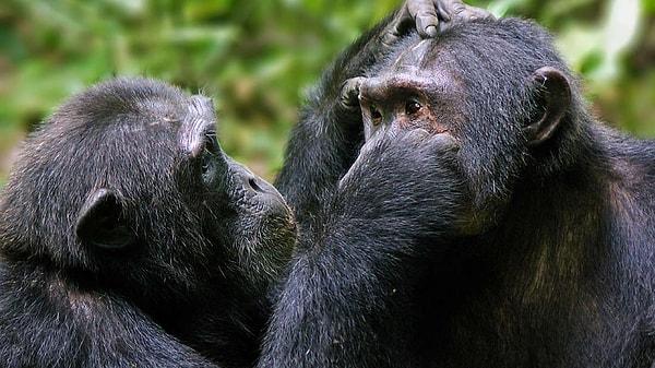 Max Planck Enstitüsü'nden araştırmacılar, şempanzeler üzerinde yaptıkları son çalışmada stres hakkında şaşırtıcı bilgilere ulaştı.