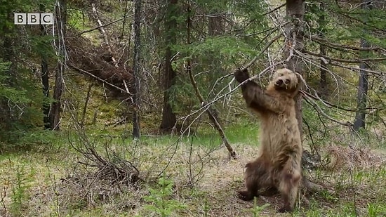 Kaşınan Ayılara 'Jungle Boogie' Eşliğinde BBC'den Eğlenceli Klip