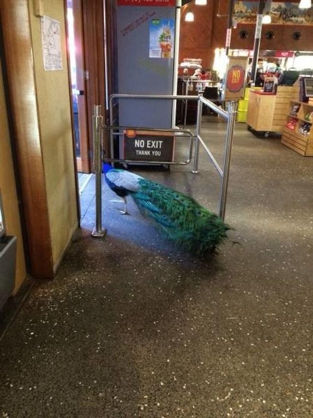2. When you let your peacock take a walk by itself.