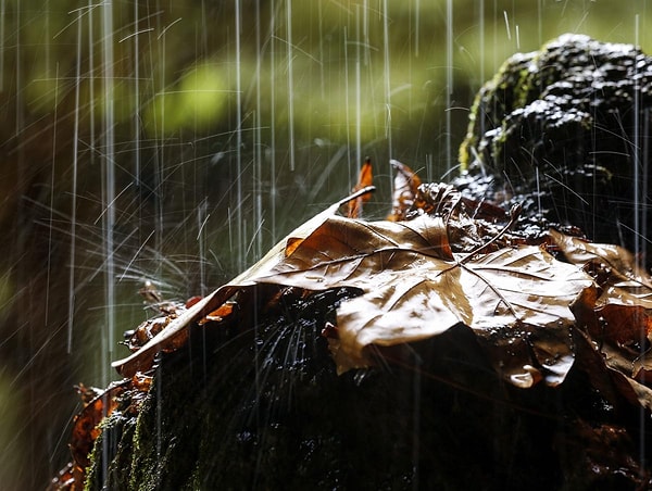 30. Испания (Javier Etxezarreta)