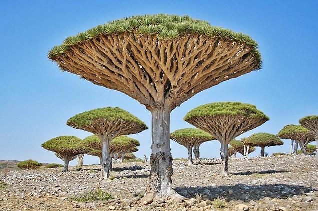 13. Dragon's blood trees, Socotra, Yemen