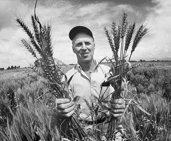 6. Norman Borlaug