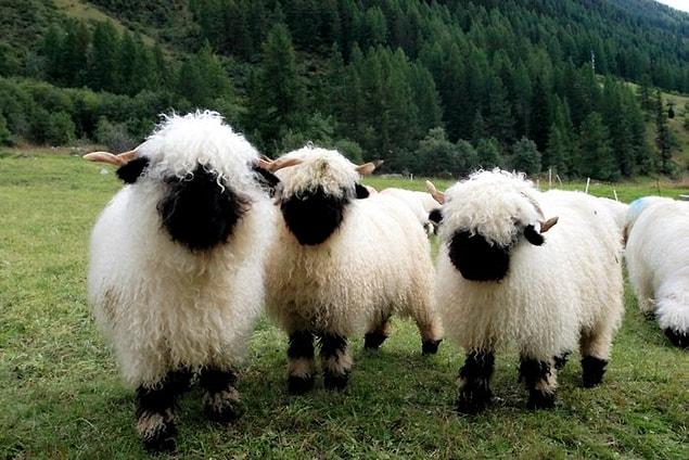 2. Mostly raised for their wool, the reason they have become popular on the internet is their incredibly dark faces.
