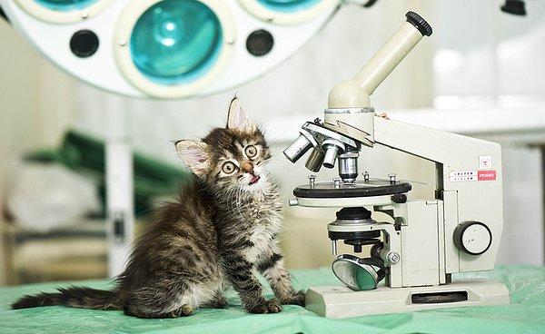 11. Bir fizikçi kaleme aldığı makalesine ikinci yazar olarak kedisini eklemiş...