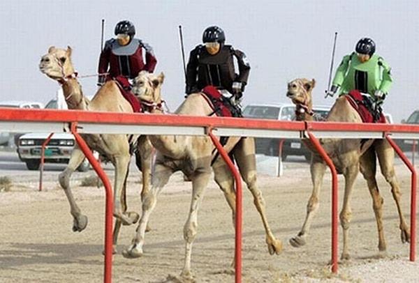 16. Jokeyleri robot olan deve yarışları.
