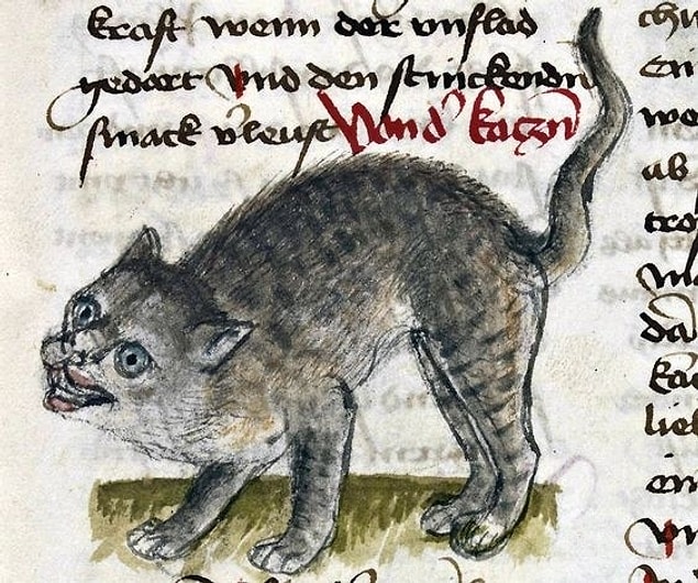 11. This cat might murder you in your sleep.