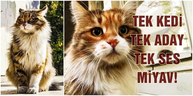Tek Kedi Tek Aday 🐾 ODTÜ'lü Pakize, Başkedi Olma Yolunda Emin Adımlarla Patiliyor!