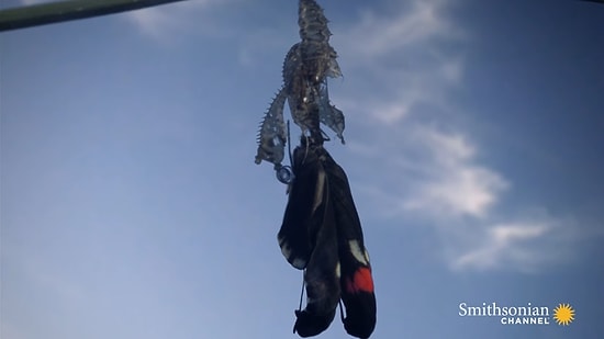 Kozadan Çıkan Kelebeğin Muhteşem Anı