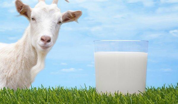 8. Biliminsanları binlerce yoksul çocuğun hayatına etki edebilecek bir keçi sütü geliştirdi.