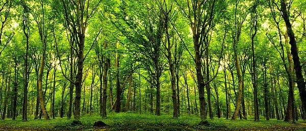 12. Dünyanın en büyük canlısı bulundu: Aynı kökü paylaşan birbirinin aynısı 47.000 ağaç!