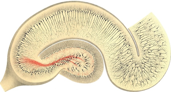 8. Ученые из Вашингтонского университета также обнаружили, что у детей с сильной связью с матерью гиппокамп развит на 10% лучше, чем у детей со слабой связью.