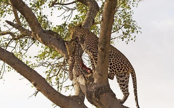 Nitekim her ne kadar erkek leoparların, çiftleşmek için dişinin yavrularını öldürmesi yaygın bir davranış olsa da, yavruları yemesi bilinen bir durum değildi.