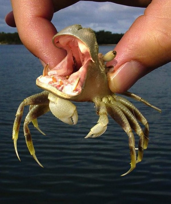 13. Гипокраб