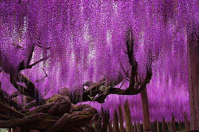 1. 144 years old Wisteria in Japan
