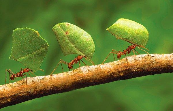 Yuvayı tamamlayabilmek için vardiyayla çalışan bu karınca fidanları dışkı ve idrarlarıyla besliyor ancak tohumları her ağaç kabuğuna ekmiyor