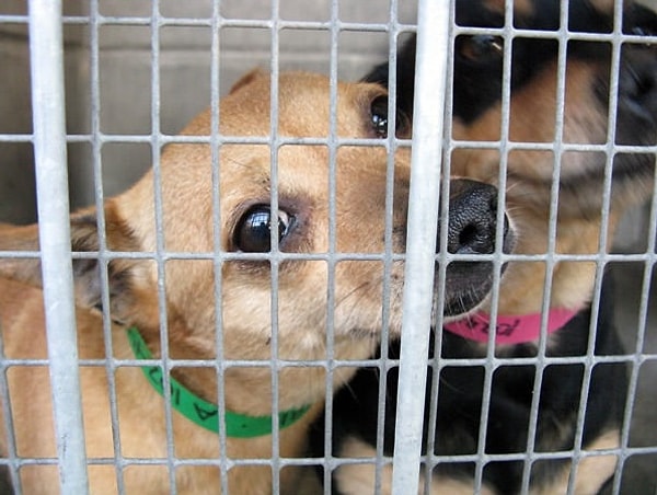 11. Согласно китайской традиции потребление собак в пищу стимулирует внутреннее тепло, приносит удачу и здоровье. У китайцев даже есть фестиваль, посвященный поеданию собак