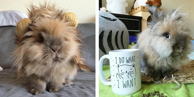 Instagram'da Minnoşluk Rüzgarları Estiren Sevimli ve Komik Tavşancık Goobie