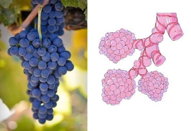 4. How about grapes and alveolus?
