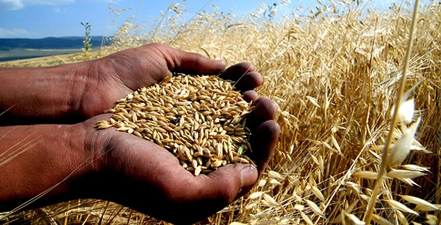 Son olarak şunu düşünelim: Hollanda’nın 2015 tarım ihracatı 93 milyar dolar. 7 katı büyük tarım alanı olan ülkemizin ise 18,7 milyar dolar.