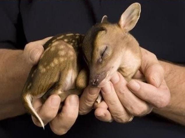 7. Baby deer