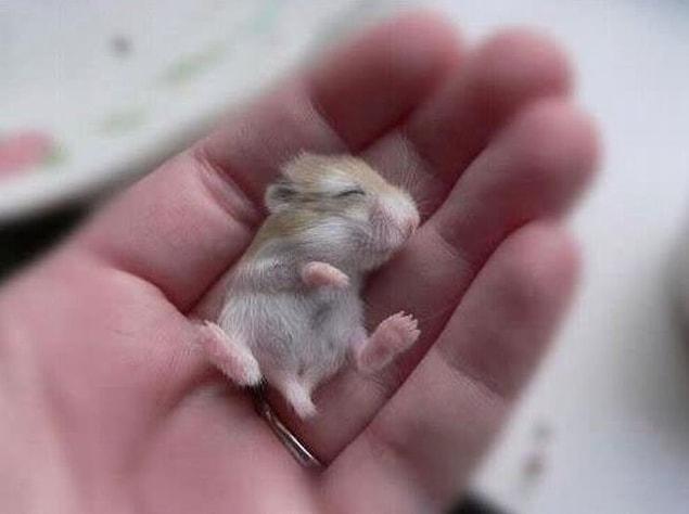 15. Baby hamster