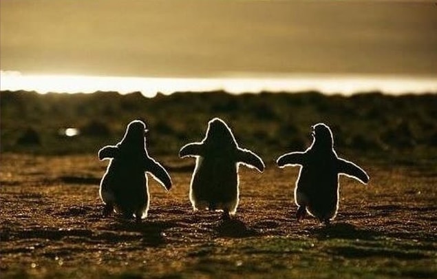 20. Baby penguins