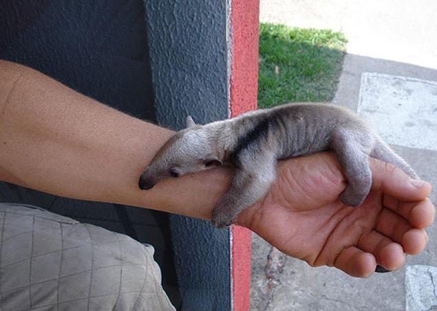 10. Baby ant eater