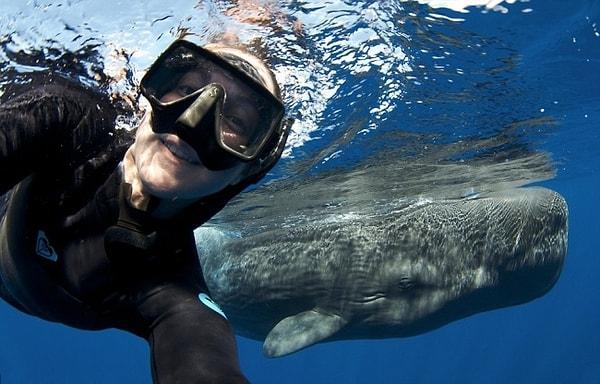 14. İspermeçet balinası ile çekilen minnoş bir selfie 😍😍