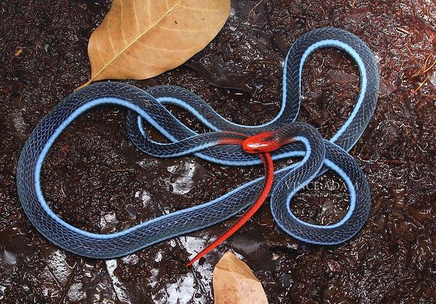 Sadly, the blue coral snake is endangered since 80% of its habitat is destroyed by humans.