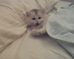 Bırakın Mırıl Mırıl Uyusun 🐾 Evdeki Ivır Zıvırla Yapabileceğiniz 17 Yumuşacık Kedi Yatağı