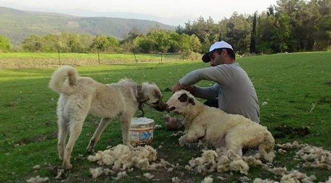 Çobanlık Yaparken Parti Kurdu, 60 İlde Örgütlendi: Hedef İktidar Olmak