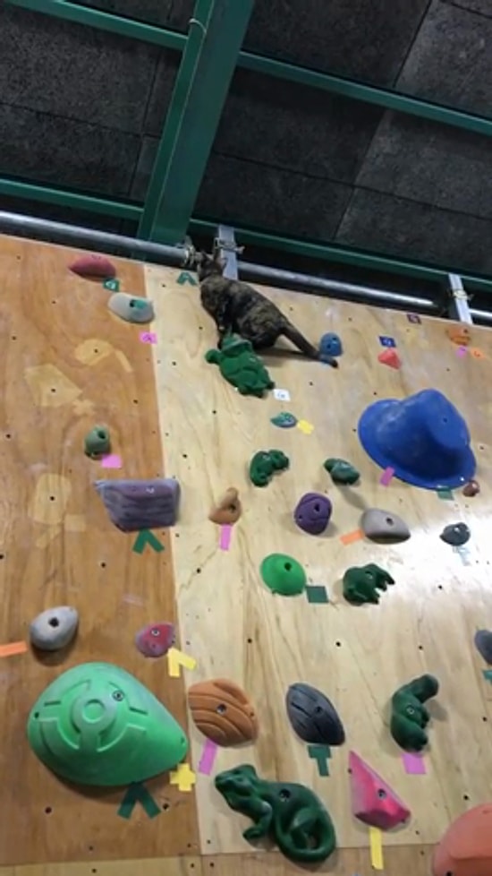 У этой кошки есть все задатки альпиниста