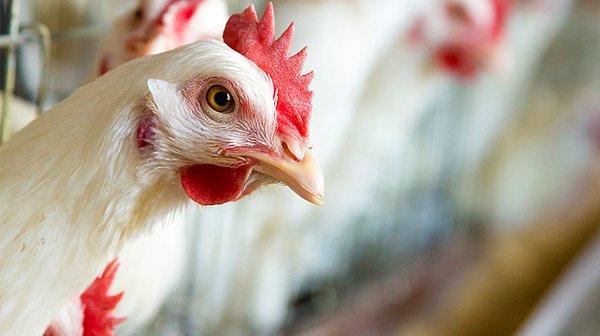 'Vatandaşımızın sağlığı mı daha önemlidir yoksa yamyam tavuk üreticilerinin çıkarları mı?'