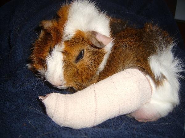8. Oscar adında bir gine domuzu aldım. Diğer domuzum Kenny de yeni bir arkadaş geldi diye sevinçten zıplarken ayağını incitti.