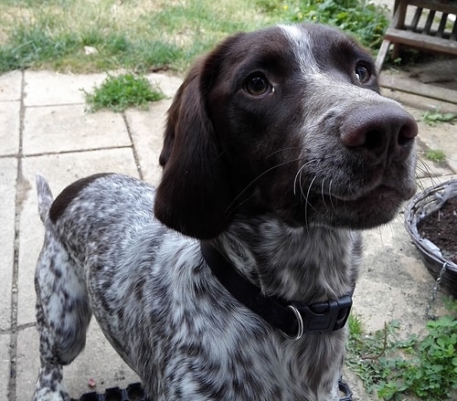 Anneannemim köpeği Zeena, bütün bir plastik spatula yemişti.