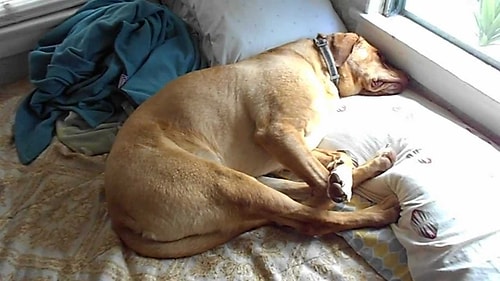 Köpeğim Lamar, bir aylık doğum kontrol hapı yedi bir defasında...