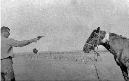 Üzücü Bir Gerçek: Atlar Sakatlandığında Neden Ölüme Mahkum Edilir?