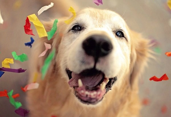 значит вы достигли уровня развития своей собаки…"