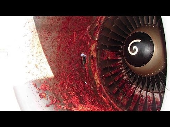 Что будет, если в двигатель самолета попадет птица?