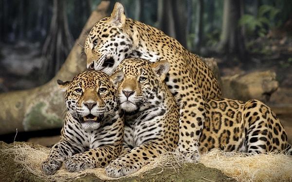 2. Kaplan, jaguar ve leopar gibi büyük kediler, Calvin Klein’ın bir parfümüne bayılıyor. Öyle ki, bu koku belgesel çekimlerinde hayvanları ortaya çıkarmak için kullanılıyor.