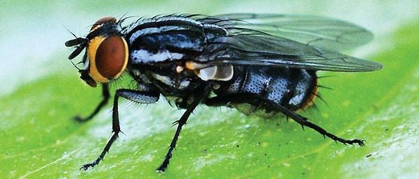 Birçok sinek türü, ölü dokuları yemeği tercih ederken, bu tür canlı doku tüketiyor.
