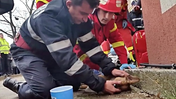 Yangından Kurtardığı Köpeği Kalp Masajı ile Tekrar Hayata Döndüren Kahraman İtfaiyeci