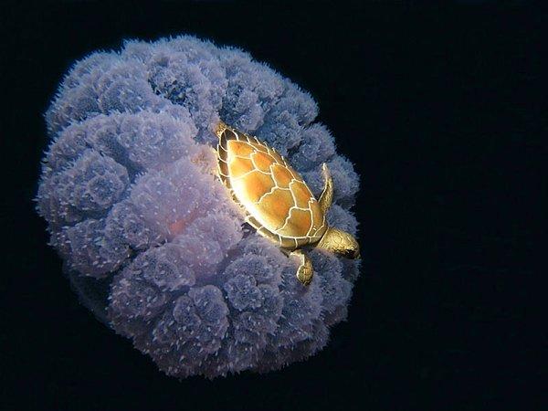 2. Deniz anasının üzerinde yolculuk yapan bir su kaplumbağası