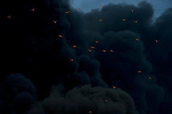 6. Kontrol edilemeyen bir yangının siyah dumanları arasında yolunu bulan kuşlar