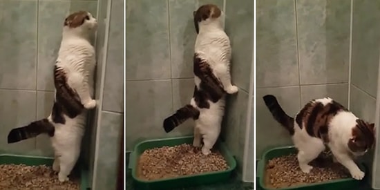 Tuvaletini Ayakta Yapan Kedi: Diğer Kedilere İsyan İçin Doğdu!