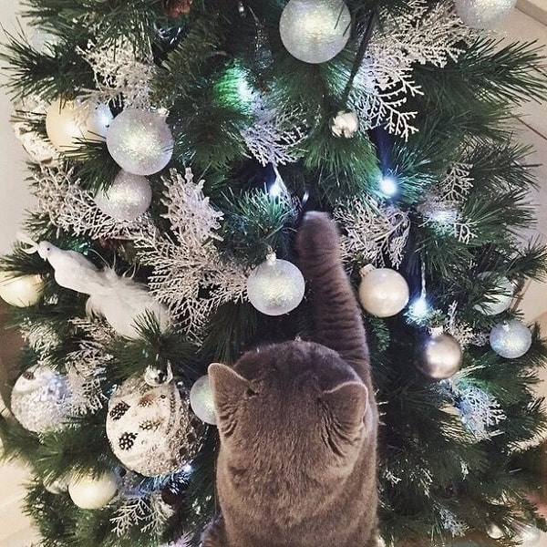 7. Более того, некоторые из них даже боятся его!