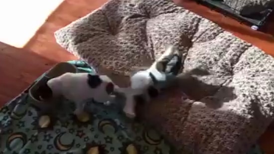 Sokaktan Kurtarılan Köpeğin Mama Yerkenki Mutluluğu