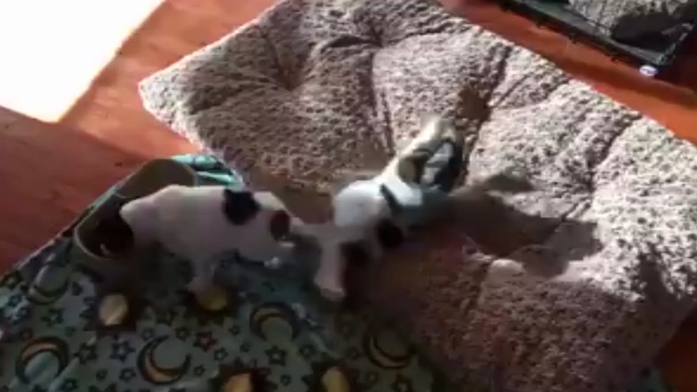 Sokaktan Kurtarılan Köpeğin Mama Yerkenki Mutluluğu