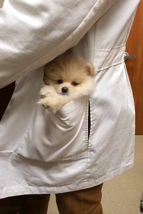 Evcil hayvanlarla da arasının iyi olduğunu söylemeye gerek bile yok aslında.🐱🐶